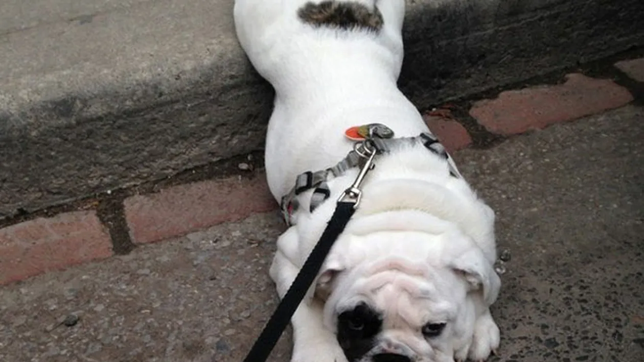 Rase de câini leneşi! Aceşti patrupezi urăsc să facă sport