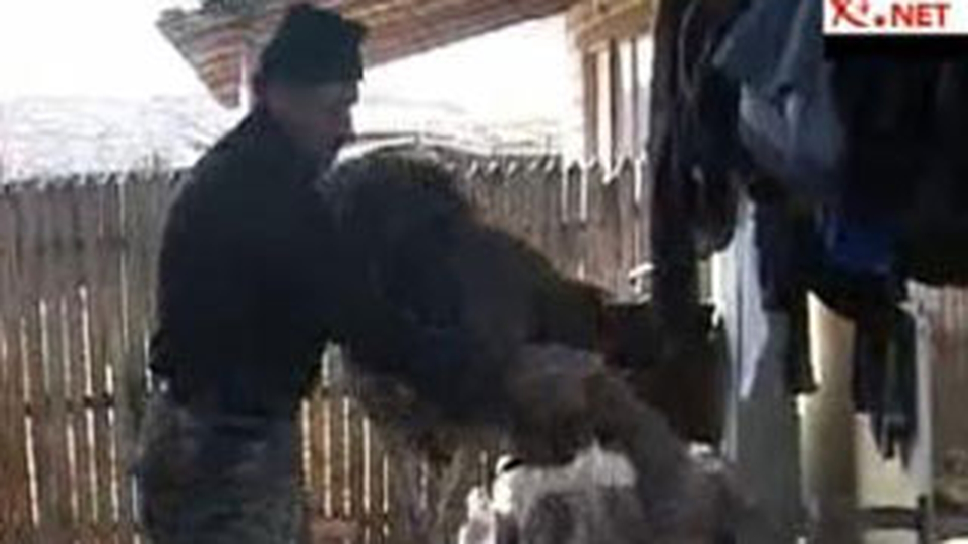 VIDEO Un strut a luat-o la fuga pe strazile din Pitesti!