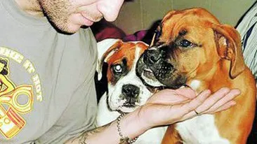 A petrecut Craciunul intre caini!