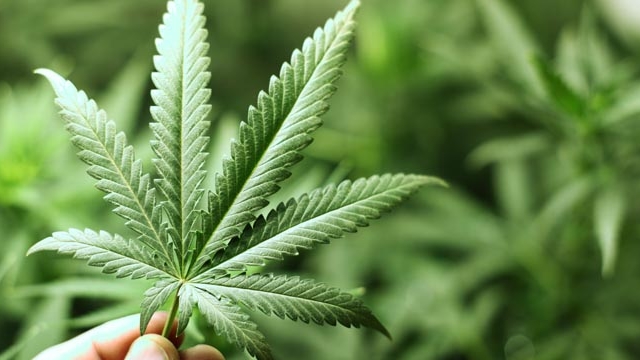 Ce se intampla cu tine in momentul in care fumezi marijuana! Cum functioneaza compusii din planta