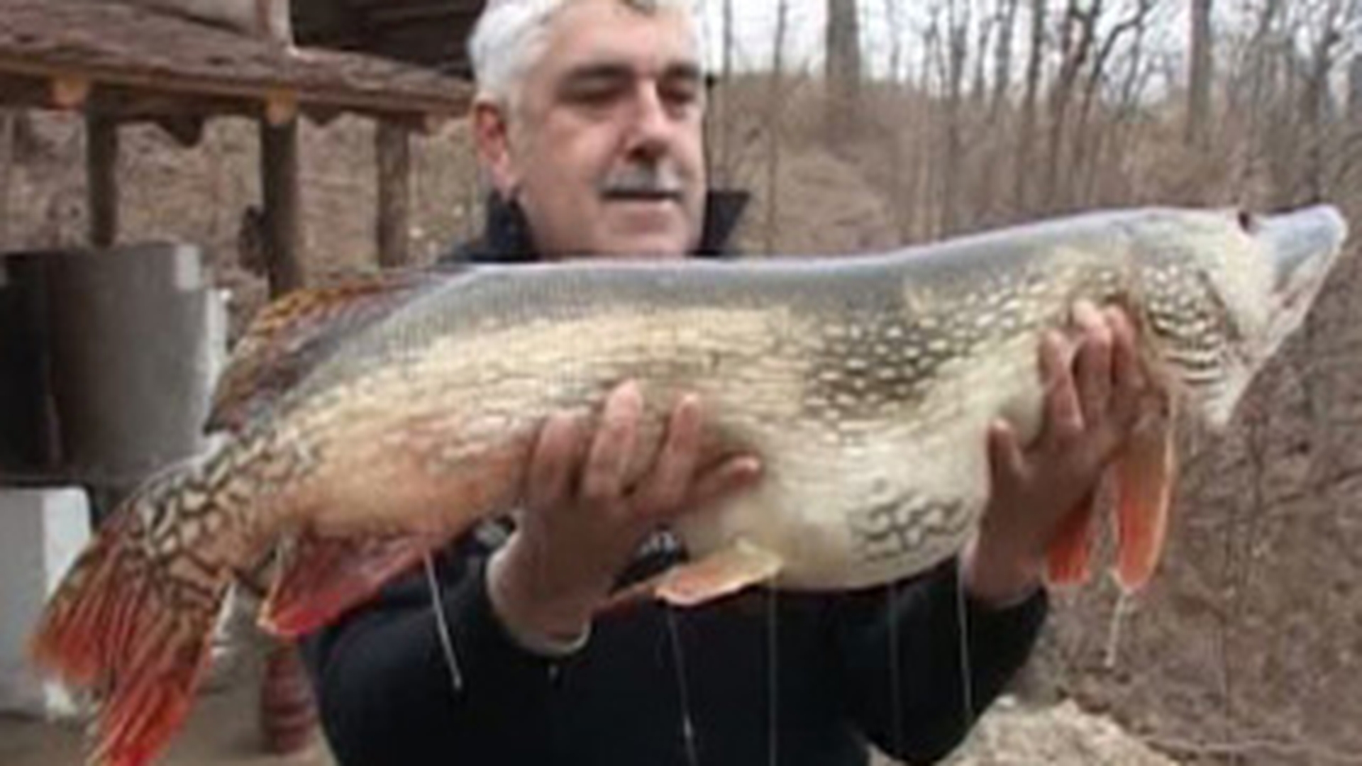 Record la pescuit! A prins o stiuca de 17 kilograme!