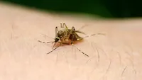 Ministerul Sănătăţii, anunț îngrijorător: 12 cazuri noi de infecție cu West Nile. 2 oameni au plecat