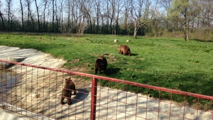"Camatarii" nu mai vor sa auda de leii si ursii lor, transferati la Ploiesti! Animalele au devenit, intre timp, atractia gradinii