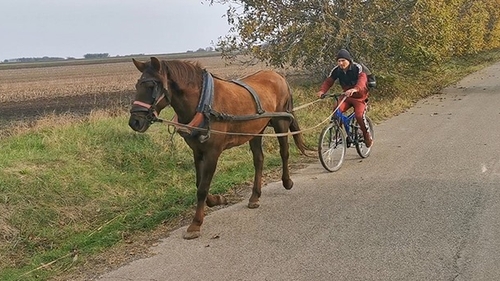 Bicicleta trasă de cal, inaugurată în Vaslui! Imagini de senzație VIDEO