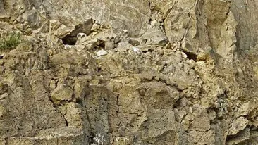 Iluzie optică virală | Câte bufnițe se ascund în această fotografie?