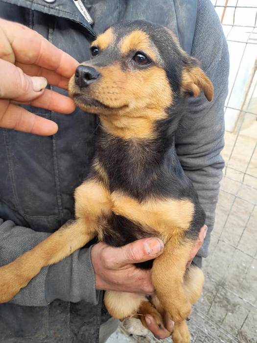 Maria salvează câini de mai bine de 10 ani