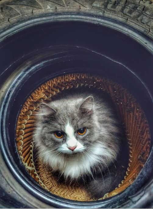 Ce vârstă are pisica ta în ani omenești. Calculul e foarte simplu! Vezi ce vedete preferă micuțele feline și cine a ales să își ia câine