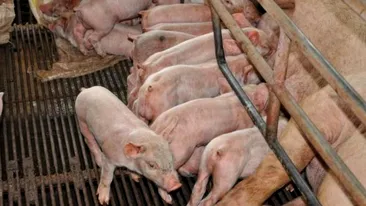 Focar de pestă porcină în Mehedinţi! 4.000 de porci vor fi ucişi