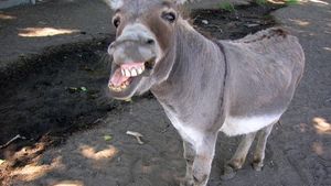 Un măgăruş şi-a ruinat stăpânul! A mâncat vopseaua unei maşini de 310.000 de euro!