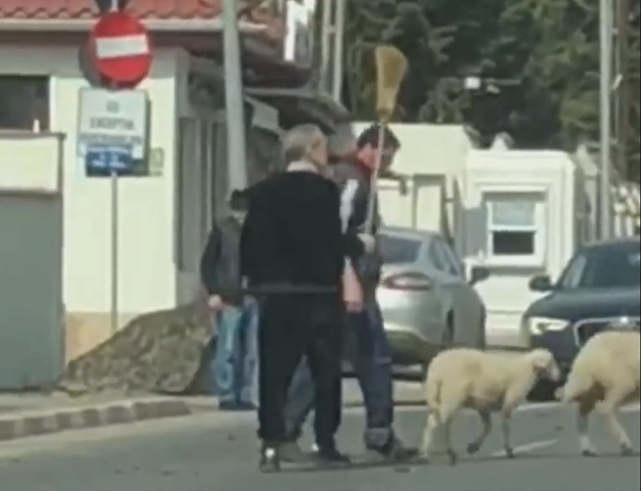 VIDEO FABULOS. Gigi Becali și-a scos oile la plimbare! Latifundiarul a blocat traficul în Pipera