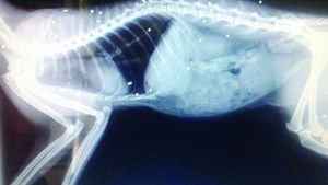 Credeai că "pisica are 10 vieţi" este un mit? Ei bine, o pisică trăieşte după ce a fost împuşcată de 30 de ori. Cum arată acum animalul