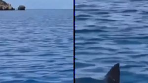 Panică în Turcia, după ce rechinii au venit aproape de țărm! Turiștii au fost evacuați. VIDEO