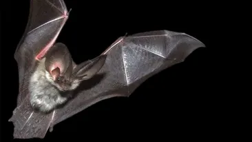 Un copil in varsta de 8 ani, din Australia, a murit dupa ce a fost muscat de un liliac