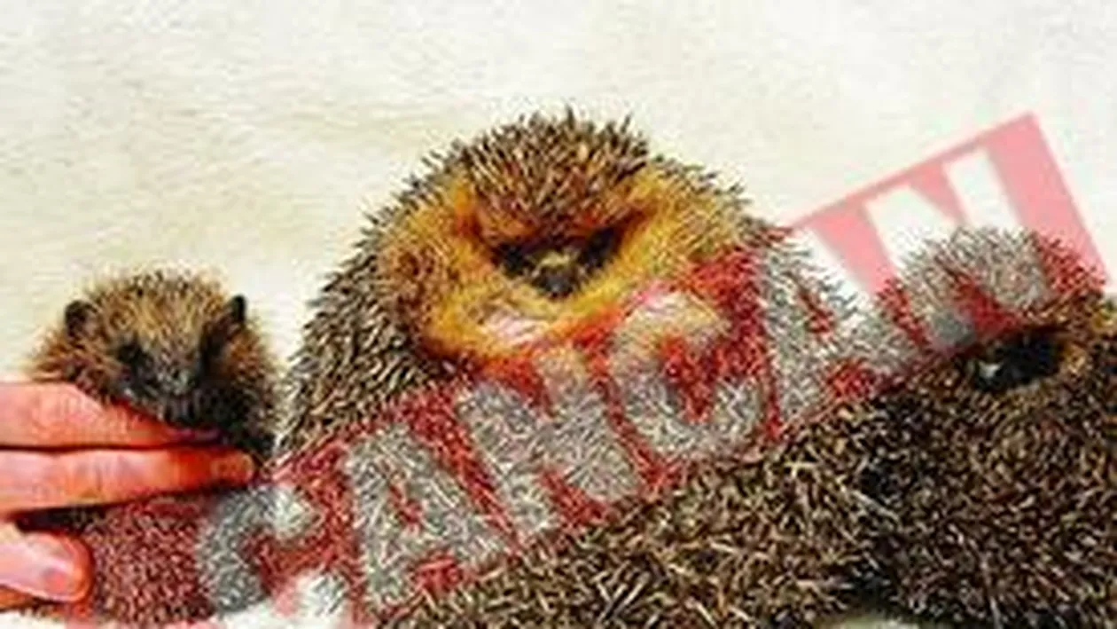 George, ariciul obez