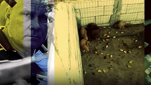 Ce veste cruntă primește monstrul din Caracal în închisoare. Nu toate animalele salvate din “Casa Groazei” au avut o soartă fericită