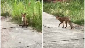 Femeie din Iași, mușcată de un șacal în propria grădină! Medicii trag un semnal de alarmă: ce trebuie să faci imediat