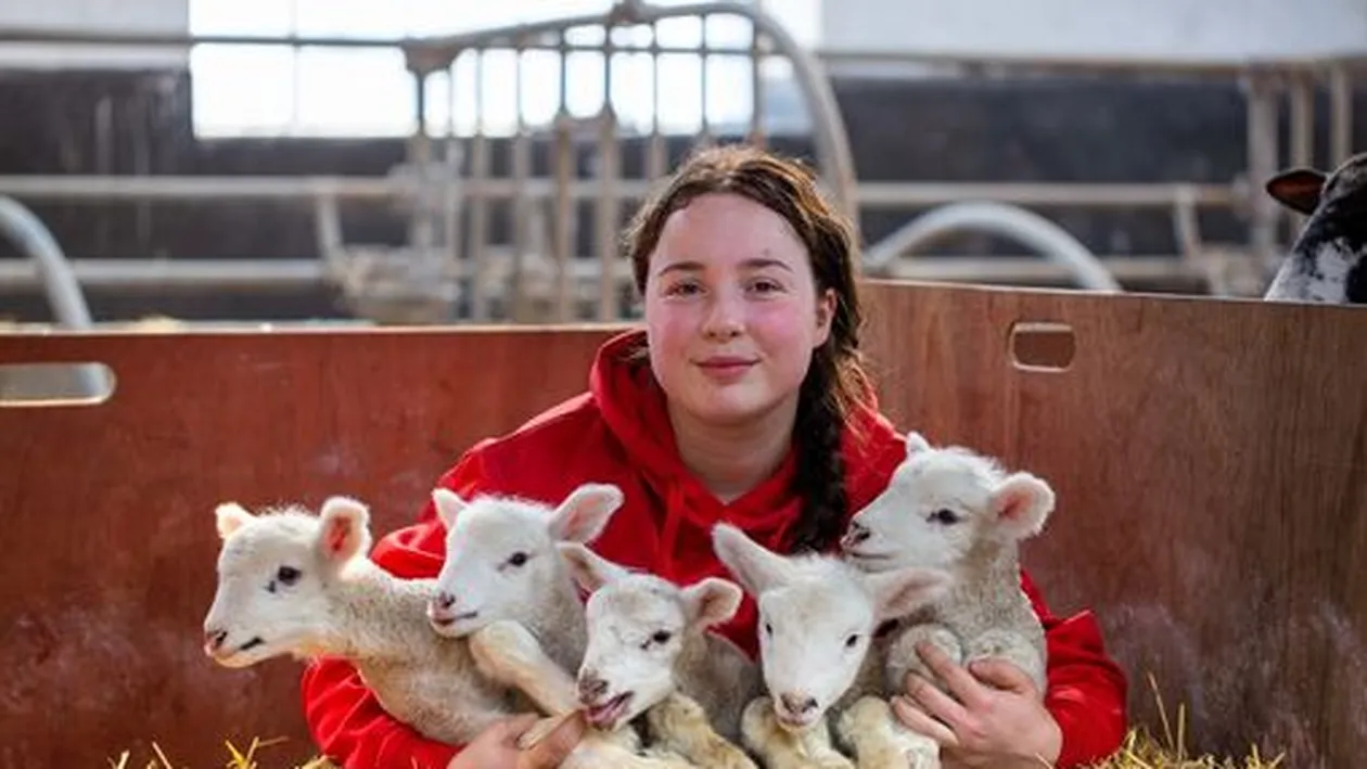 Performanță de unul la un milion de cazuri. O oaie a intrat în istorie după ce a dat naștere la cinci miei