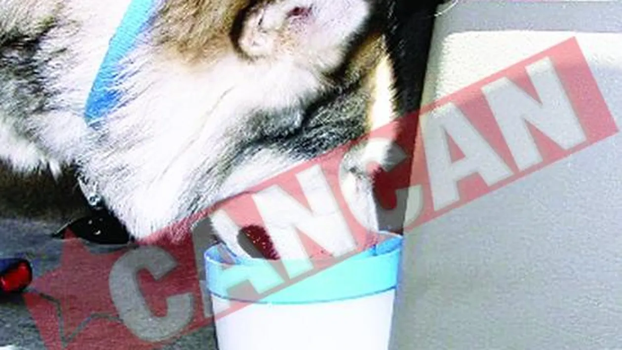 Prima masina pentru caini si stapanii lor