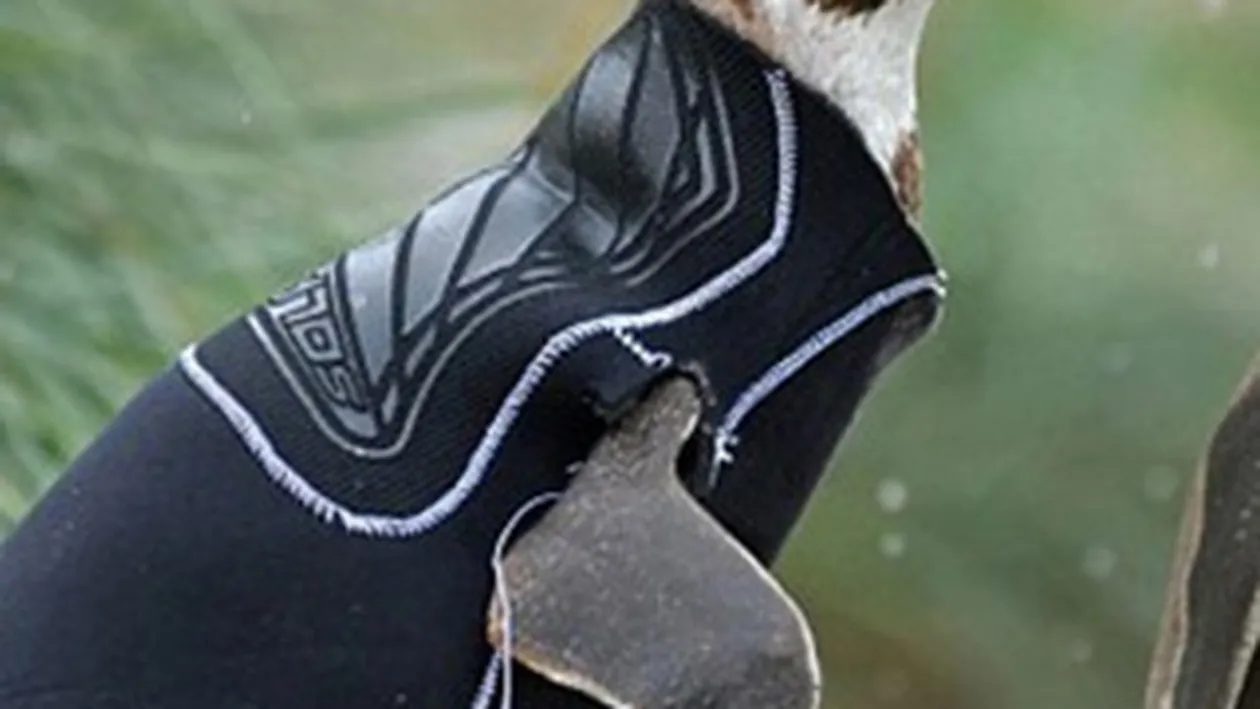 Angela Merkel a devenit mama! Cancelarul Germaniei a adoptat un pinguin!