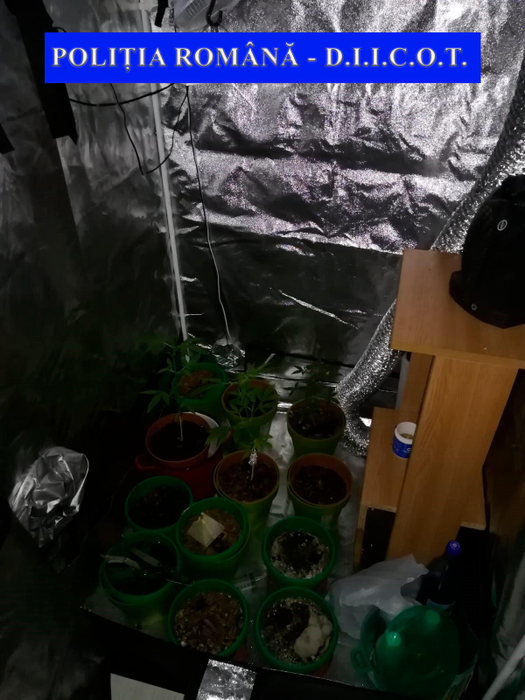 În urma perchezitiilor, polițiștii au ridicat 500 de grame de canabis, ustensile folosite la cultivare, cântare electronice, grindere pentru mărunțit canabisul, pastile ecstasy și ciuperci halucinogene