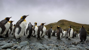 Dispar pinguinii imperiali? Avertismentul alarmant al experților: Antarctica se schimbă dramatic