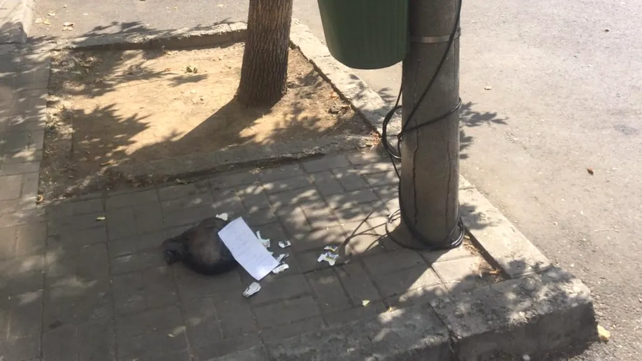Cum s-a răzbunat o femeie pe un bucureștean care și-a aruncat gunoiul în mijlocul străzii. Acum îl va ști o țară întreagă