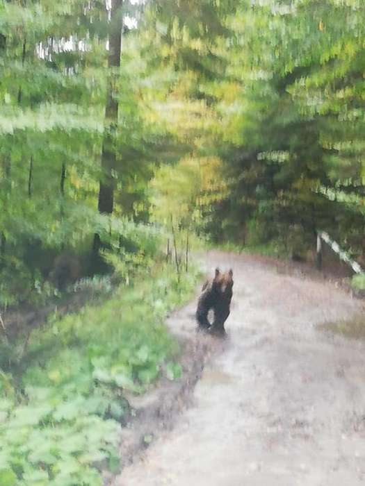 Este alertă în Prahova. Un urs rănit și agresiv a atacat oamenii în zona Bușteni