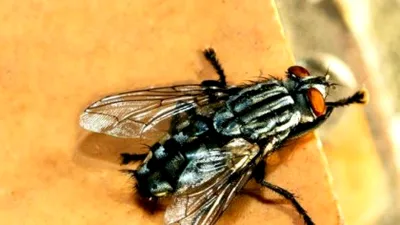 Numărătoare oficială! Câte insecte există pe Pământ?