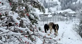 Galerie foto - poza 2