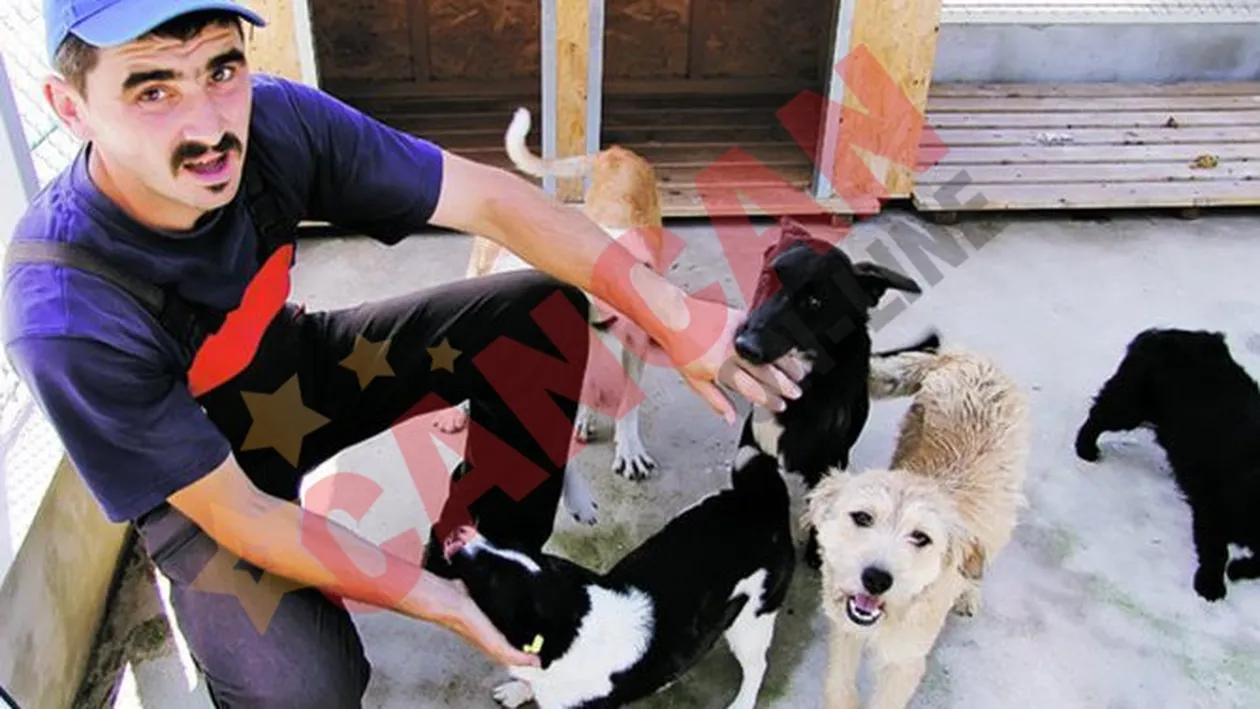 Obligati sa aiba grija de maidanezi