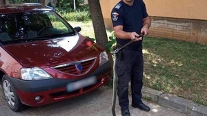 Șarpe de un metru scos de jandarmi din mașina unui cetățean