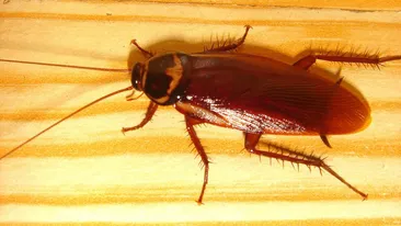 O femeie a fost ucisă de gândacii de bucătarie. Cum s-a întâmplat asta