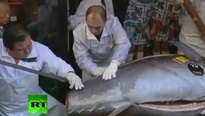 VIDEO Uita de pestisorul de aur! Tonul asta de 342 de kilograme a fost vandut pe o avere - Vezi cate sute de mii de euro a costat!