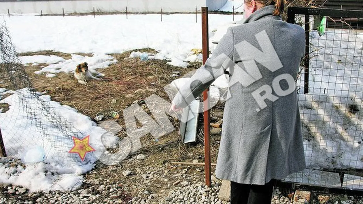 La sapte ani dupa ce a impuscat un barbat, Adrian Iovan este din nou implicat intr-un scandal cu arme de foc! Acuzat ca a ucis un caine