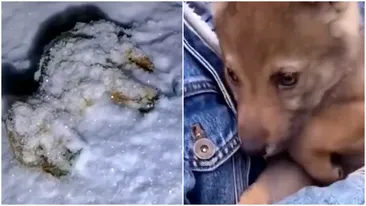 A luat în casă ceea ce credea că este un pui de câine fără ajutor, însă peste câteva luni a avut o surpriză uriașă