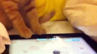 VIDEO Ai pisica si iPad acasa? Uite cum te poti distra cu ele!