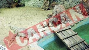 Crocodilii de la Zoo, incalziti cu centrala termica
