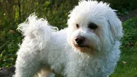 Acest bichon de 10 ani s-a pierdut în Bucureşti! Răspunsul halucinant pe care l-a dat stăpânul când a fost sunat:,,Du-l…‘’