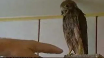 VIDEO O familie de bucuresteni a crescut in apartament o pasare de prada foarte periculoasa!
