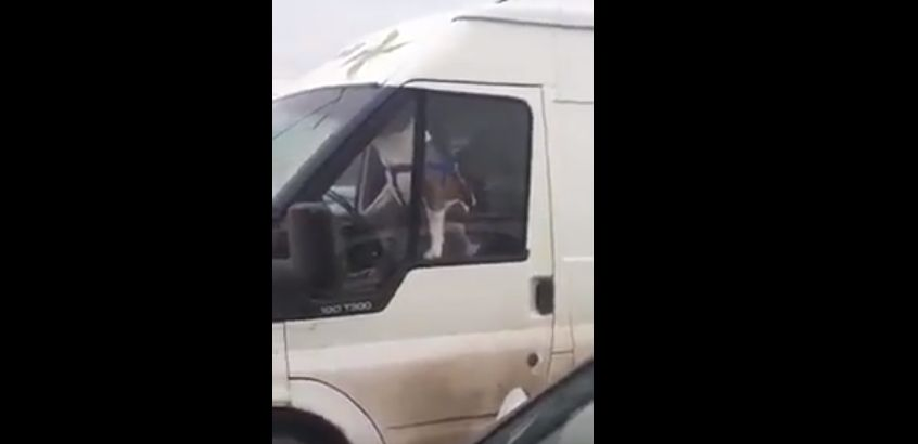 Cineva claxona în continuu, în parcarea unui supermarket! Când s-au dus să vadă despre ce era vorba, nu le-a venit să creadă cine era, de fapt, la volan. Întâmplarea a devenit virală