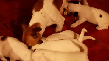 Uite ce catelusi simpatici are Dana Rogoz!