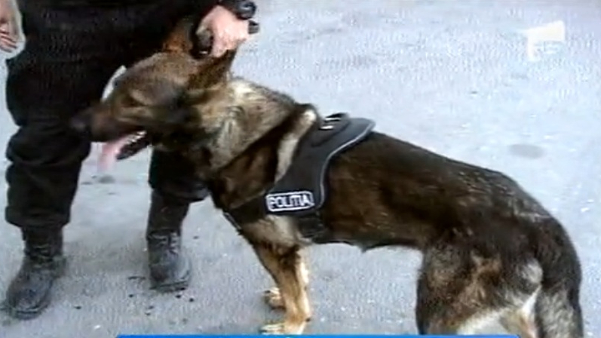 Cainii care salveaza vieti! Povestea fabuloasa a patrupezilor din Politie care merita ridicati la gradul de generali!