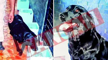 Cainele care depisteaza cancerul, clonat