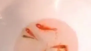 VIDEO Absolut ireal! Un tocilar se da smecher la o petrecere - Inghite peste 40 de pestisorii aurii dintr-o inghititura si la final ragaie - Singura dorinta pe care si-a pus-o a fost sa scape viu