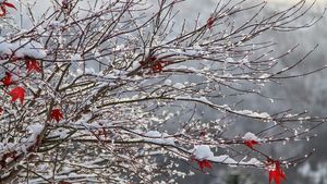Val de aer ARCTIC în România! Câte zile mai ține frigul. Unde a nins ca de Crăciun?