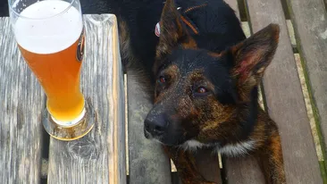 Puțini stăpâni știu acest lucru. Ce se întâmplă, de fapt, dacă un câine bea alcool