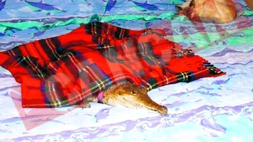 A divortat din cauza unui crocodil