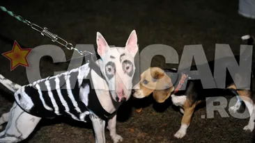 Petrecere de groaza pentru catei, de Halloween! Uite cum s-au distrat la un hotel de lux animalele costumate!