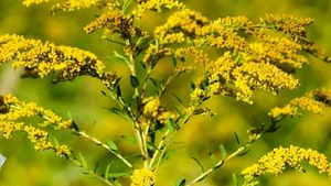 Cum scapi de alergia la ambrozie. Primele semne și ce să faci ca să te protejezi