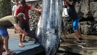 Captura SENZATIONALA! Un pustan a prins un peste de 3.5 metri si 480 kg! FOTO